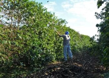 Entidade reafirma estudo sobre trabalho escravo no café de MG – CUT