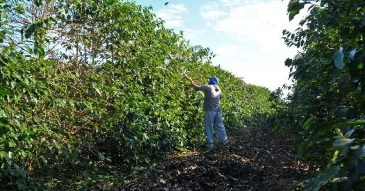Entidade reafirma estudo sobre trabalho escravo no café de MG – CUT